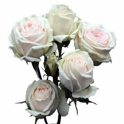 Эксклюзив Сенсейшен (Exclusive Sensation)