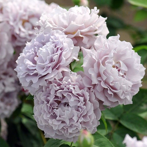 Сейрю (Seiryuu)