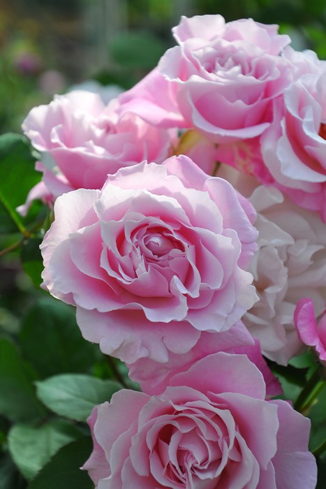 Сайлент лав (Silent love)