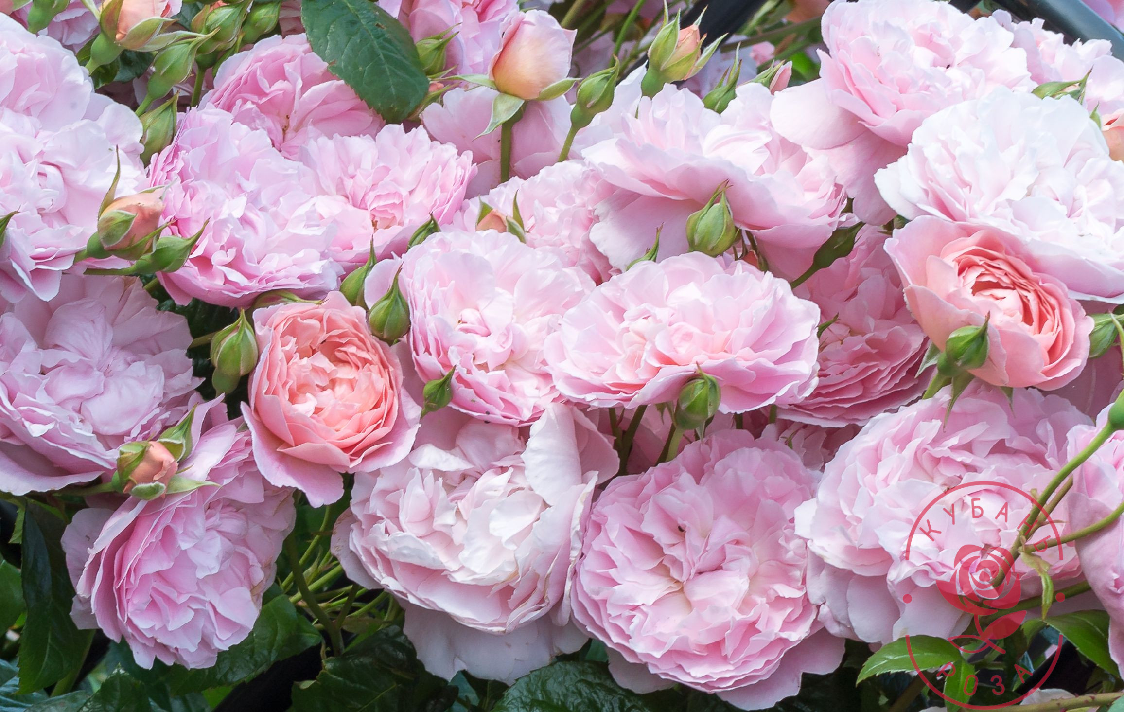 Роза Стробери Макарон (Strawberry Macaron)