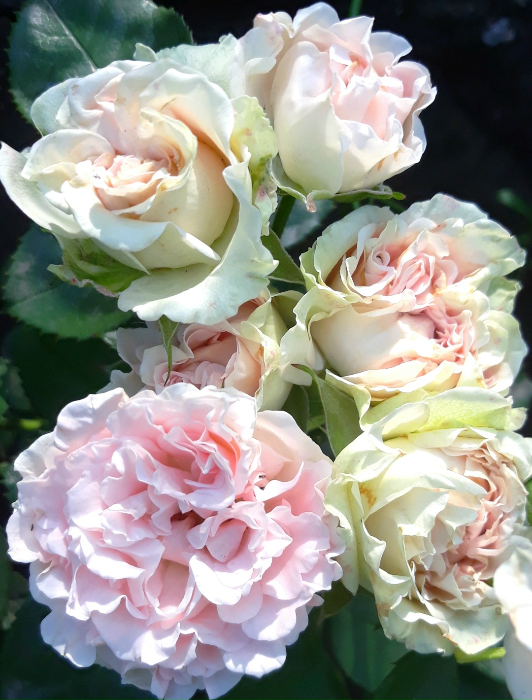 Свит Флоу (Sweet Flow)