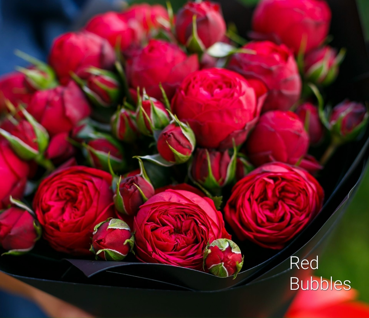 Ред бабблз (Red Bubbles)