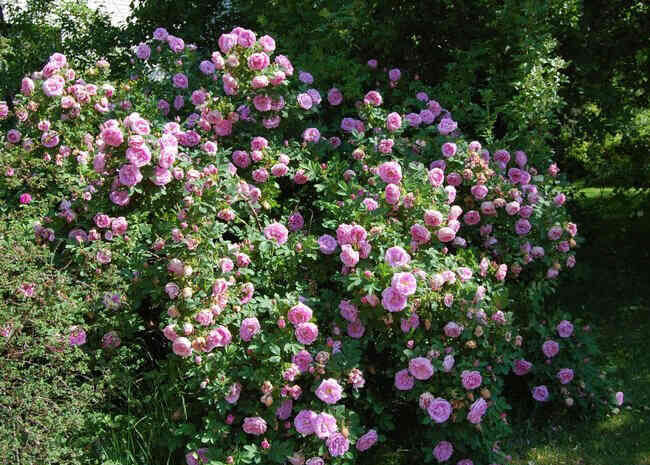 Васагейминг (Wasagaming)