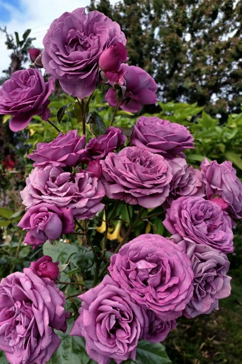 Водаком (Vodacom)