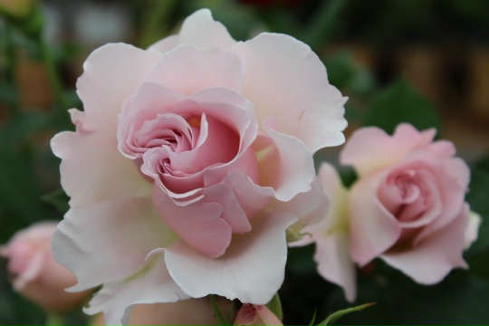 Ла Марье (La Mariee)