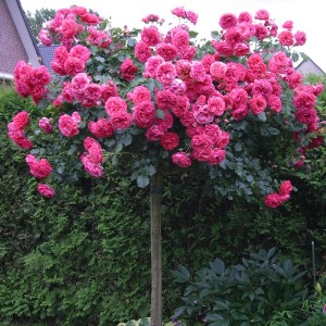 Штамбовые розы